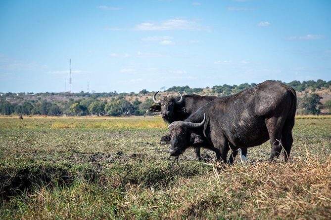 Chobe Day Trip - Afternoon: Land-Based Safari into Chobe Park