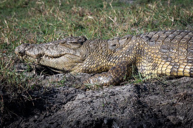 Chobe Day Trip - What Travelers Say