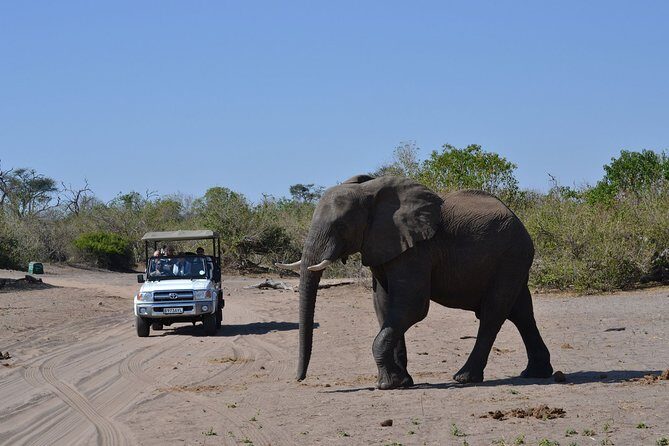 Chobe Day Trip - A Detailed Look at the Chobe Day Trip