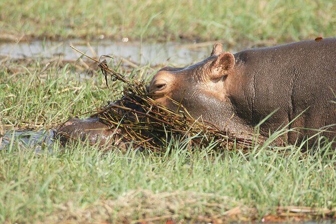 Chobe Day Trip - Frequently Asked Questions