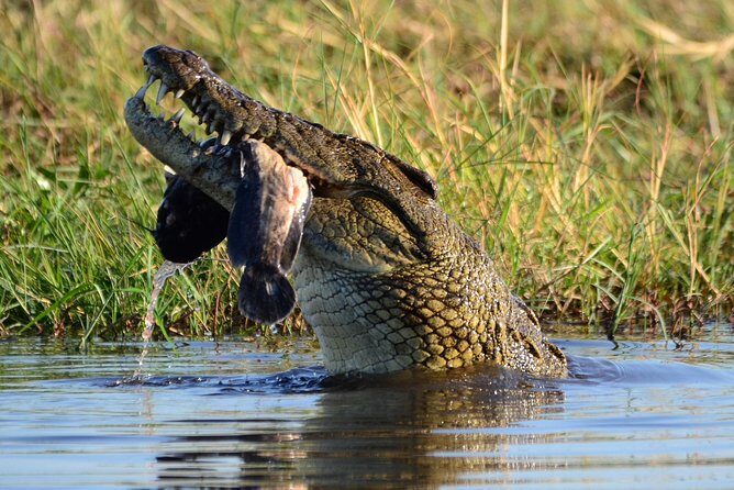 Chobe Day Trip - Crossing the Border into Botswana