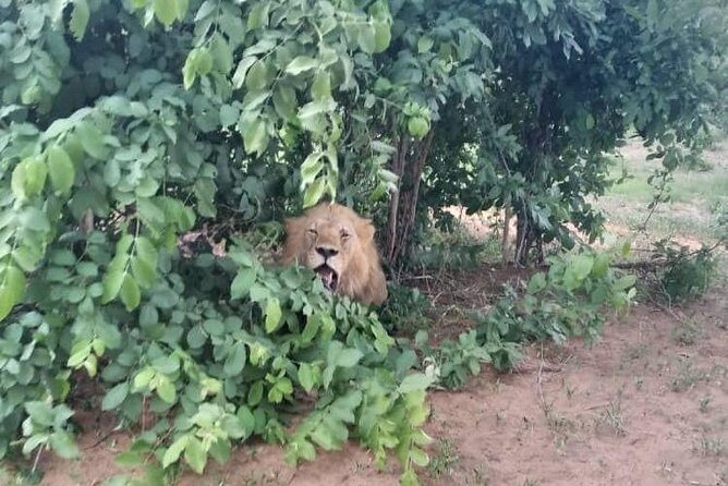 Chobe Day Trip - Lunch: A Well-Prepared Buffet