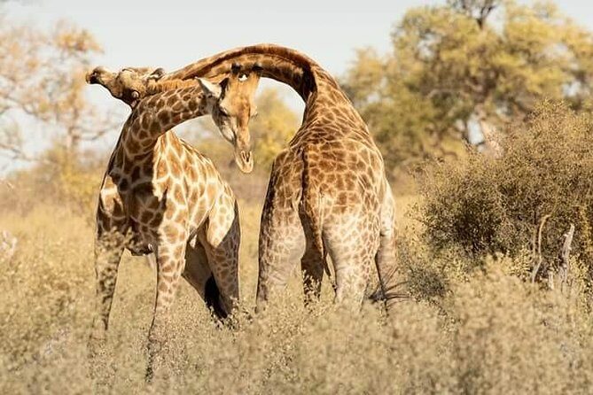 Chobe Day Trip - The River Safari: A Different Perspective