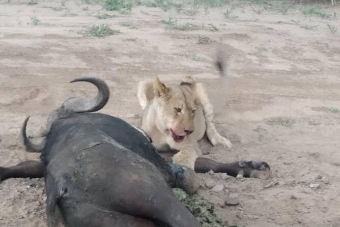 Chobe Day Trip - Logistics and Comfort