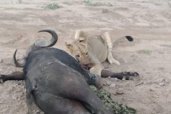 Chobe Day Trip - What Travelers Say