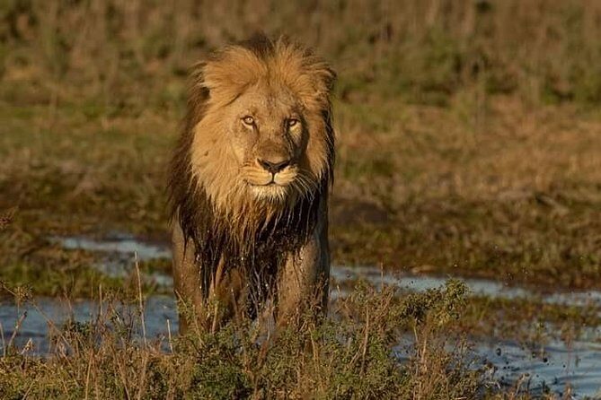 Chobe Day Trip - Pricing and Overall Value