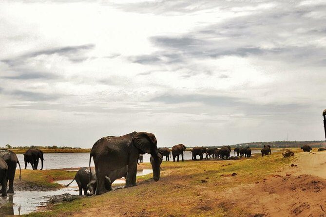 chobe Day trip - A Close Look at the Tour Experience