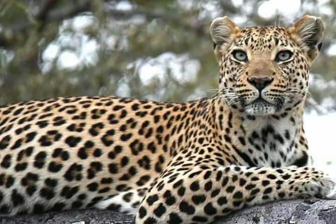 Chobe Day Trip - Why This Tour Offers Good Value