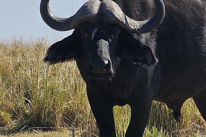 Chobe Day Trip - The Sum Up
