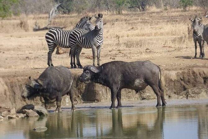 Chobe Day Trip Botswana - An In-Depth Look at the Chobe Day Trip Experience