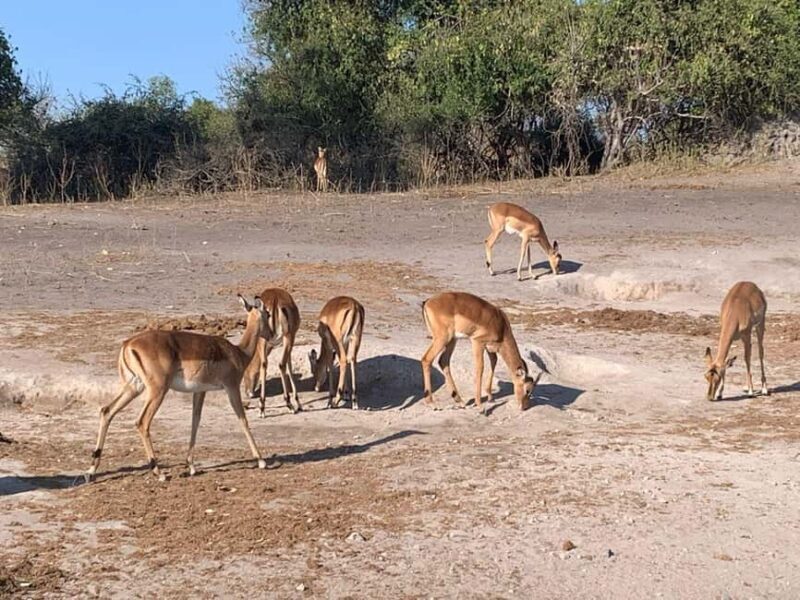 Chobe Day Trip From Livingstone Town - An Overview of the Day Trip Experience