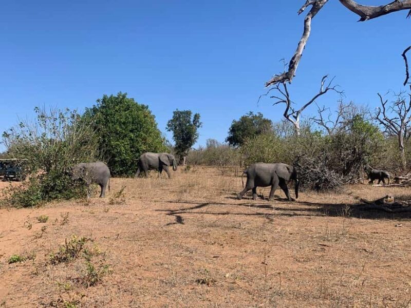 Chobe Day Trip From Livingstone Town - Why It Works for Travelers