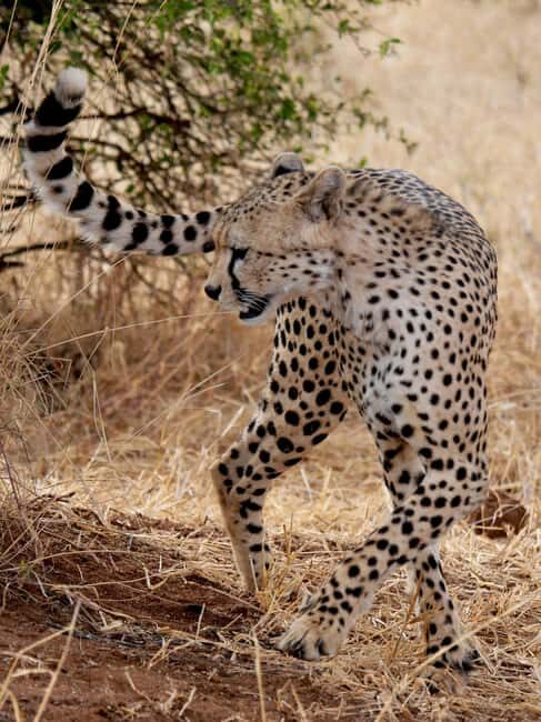 Chobe Day Trip From Livingstone Town - The Sum Up