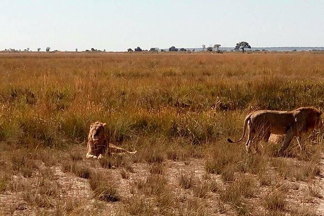 Chobe Day Trip from Livingstone, Zambia - Highlights of the Safari