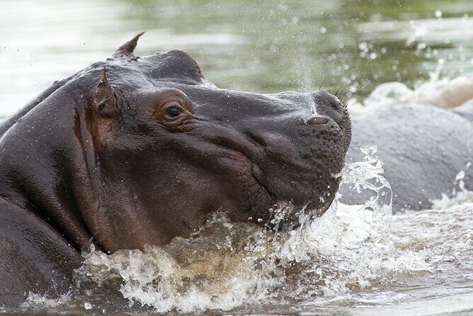 Chobe Day Trip from Victoria Falls - Key Points