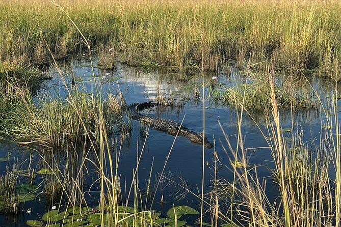 Chobe Day Trip from Victoria Falls - What Travelers Say