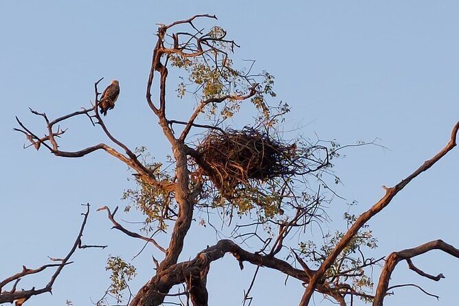 Chobe Day Trip from Victoria Falls - Who Will Love This Tour?