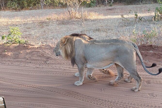Chobe Day Trip from Victoria Falls - FAQ