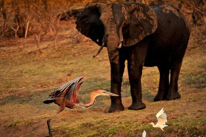 Chobe Day Trip from Victoria Falls - What Travelers Say: Authentic Feedback