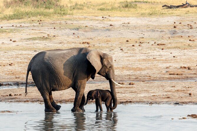 Chobe Day Trip from Victoria Falls - Who Should Consider This Tour?