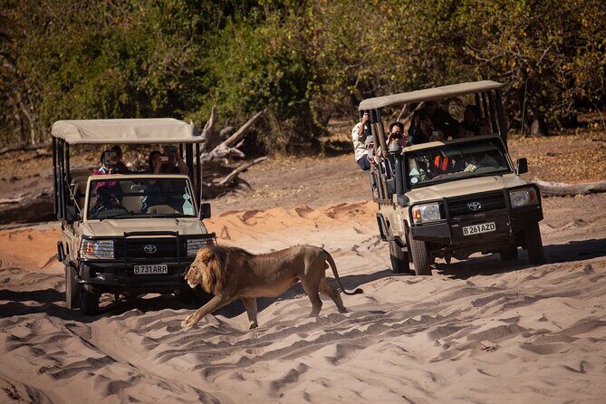 Chobe Day Trip From Victoria Falls - An In-Depth Look at the Chobe Day Trip From Victoria Falls