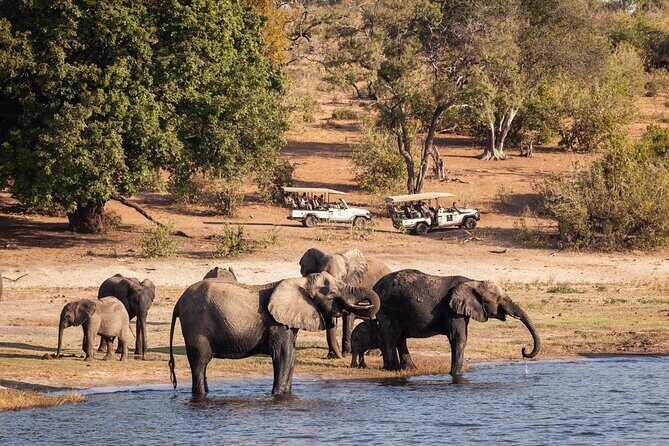 Chobe Day Trip From Victoria Falls - What Makes It Special?