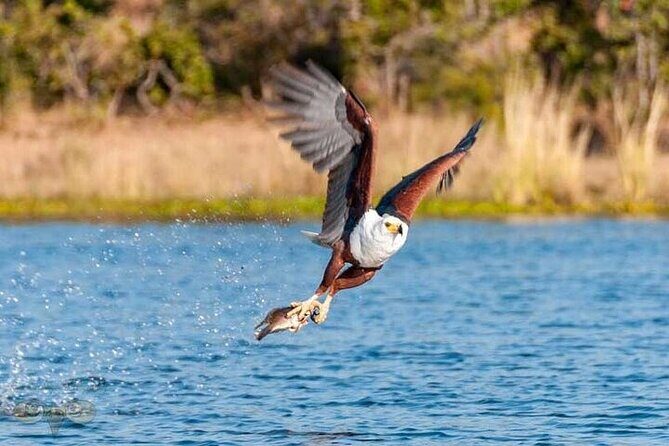 Chobe Day Trip From Victoria Falls - The Value of This Tour