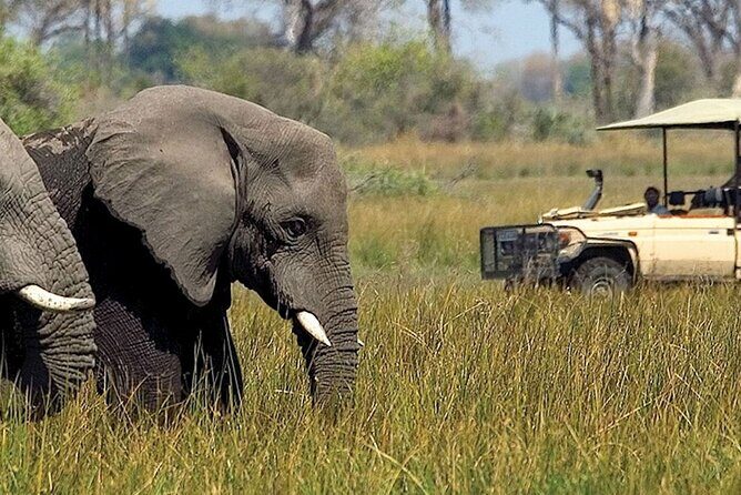 Chobe Day Trip From Victoria Falls - The Sum Up