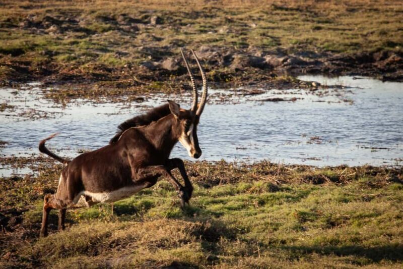 Chobe day trip from Victoria Falls - Why This Tour Delivers