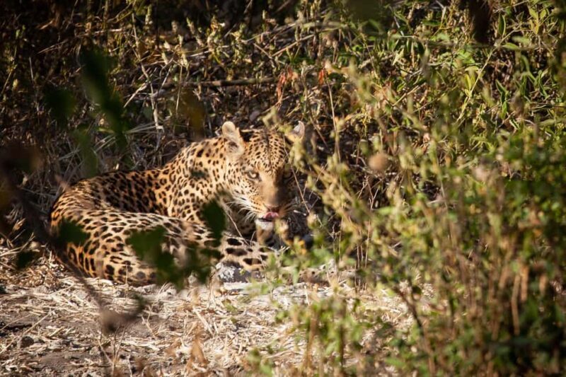 Chobe day trip from Victoria Falls - Who Should Book This Tour?