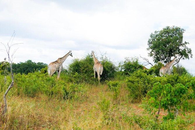 Chobe Day Trip in Botswana - Introduction: A Taste of Botswana’s Wildlife Wonderland