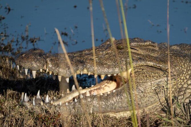 Chobe Day Trip in Botswana - Authentic Feedback from Travelers