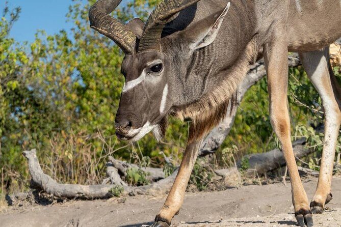 Chobe Day Trip in Botswana - Why Choose This Tour?