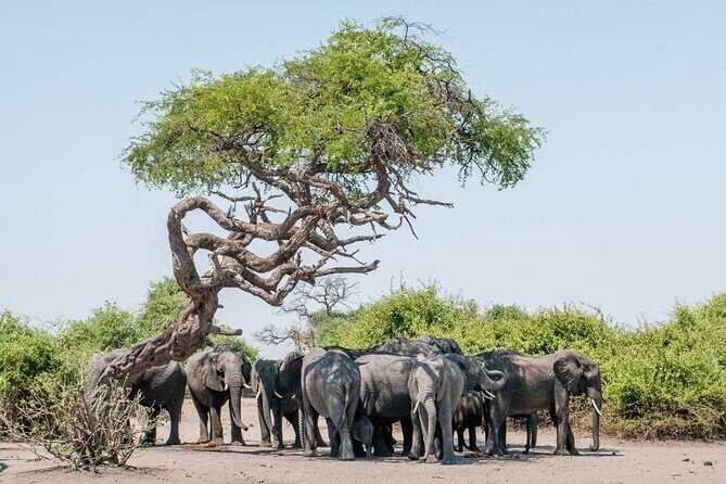 Chobe Day Trip in Botswana - Who Is This Tour Best For?