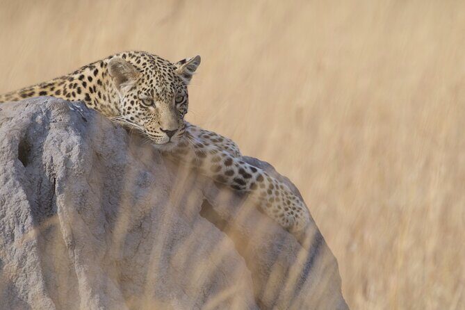 Chobe Extended Day Trip from Victoria Falls - Small Group - Exploring the Chobe Extended Day Trip from Victoria Falls: A Balanced Look