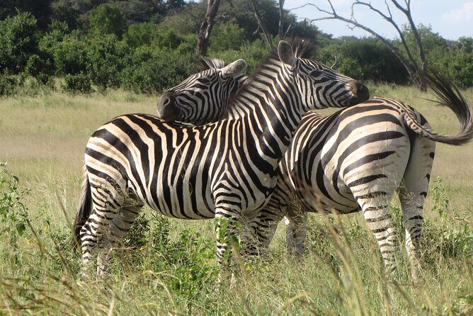 Chobe Extended Day Trip from Victoria Falls - Small Group - Key Points