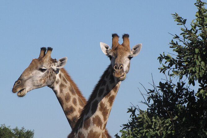 Chobe Extended Day Trip from Victoria Falls - Small Group - FAQ