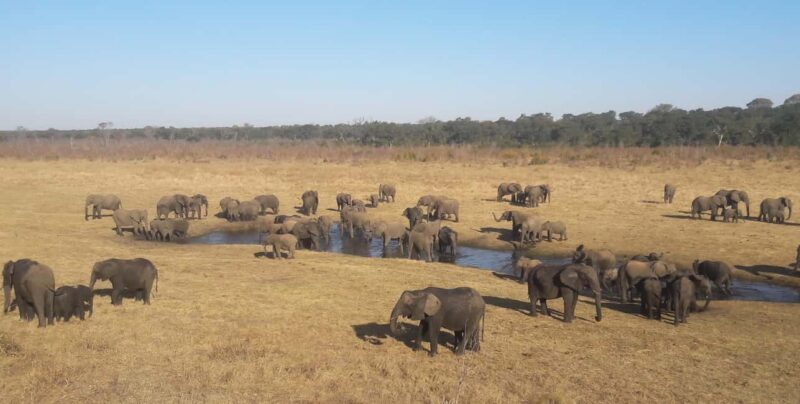 Chobe Extended Day Trip - A Closer Look at the Itinerary and Experience