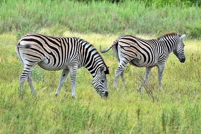 Chobe Full Day Safari From Victoria Falls - An Authentic and Comprehensive Safari Experience