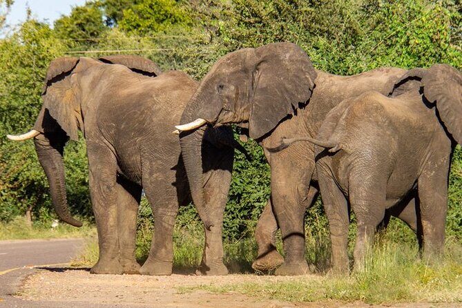 Chobe Full Day Safari From Victoria Falls - Who Should Consider This Tour?