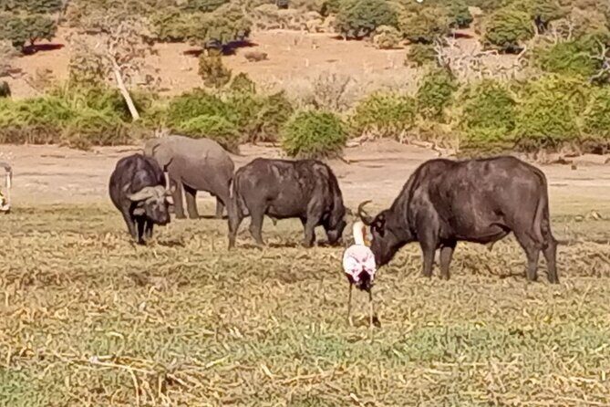 Chobe Full day Safari: Game Drive & Boat Safari with Lunch - Authentic Insights from Reviews