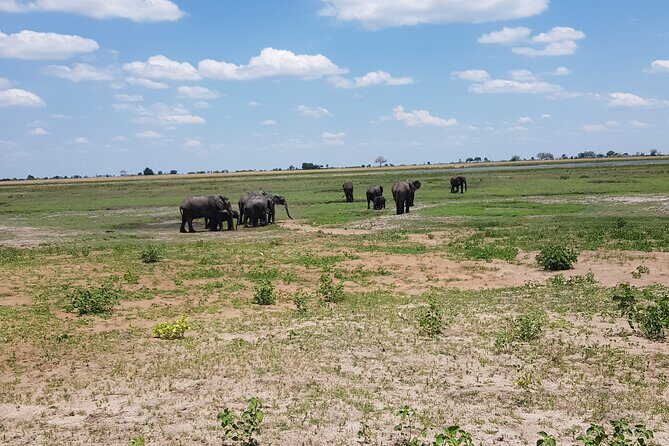 Chobe Full Day Safari in Chobe - Key Points
