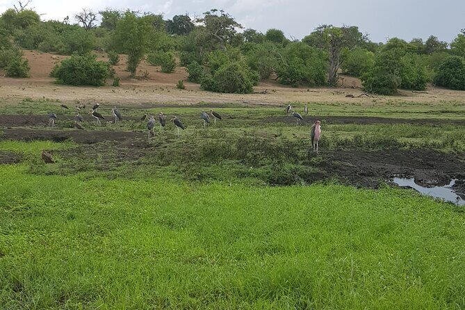 Chobe Full Day Safari in Chobe - Who Will Love This Tour?