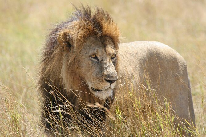 Chobe Full Day Safari Trip - An Overview of the Chobe Full Day Safari Trip