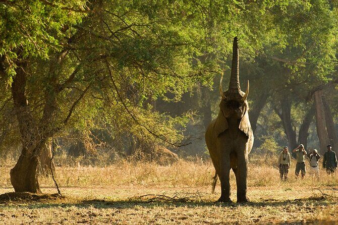 Chobe Full Day Safari Trip - What Travelers Say