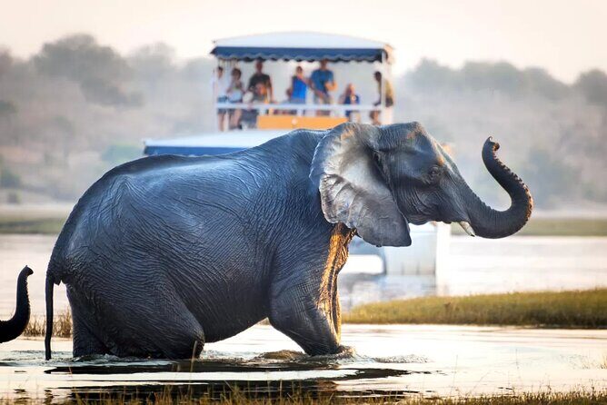 Chobe Full Day Safari Trip - Analyzing the Value