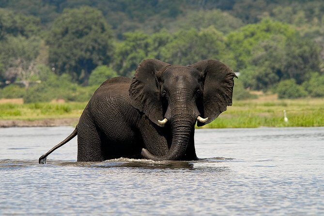 Chobe Full Day Safari Trip - Key Points