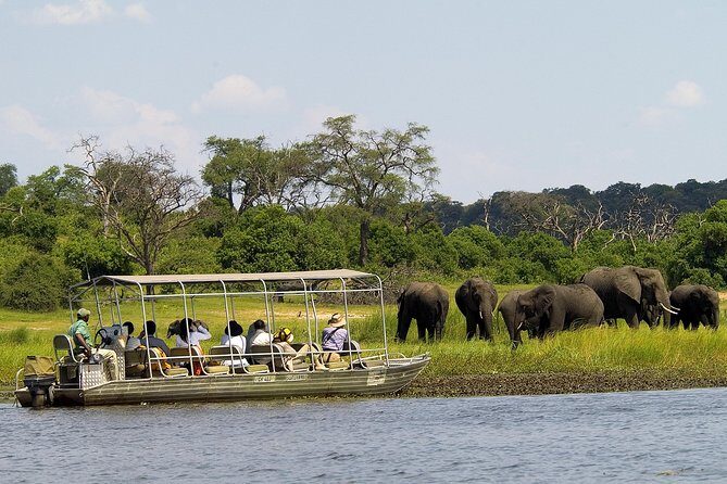 Chobe Full Day Safari Trip - What Travelers Say: Authentic Insights from Reviews