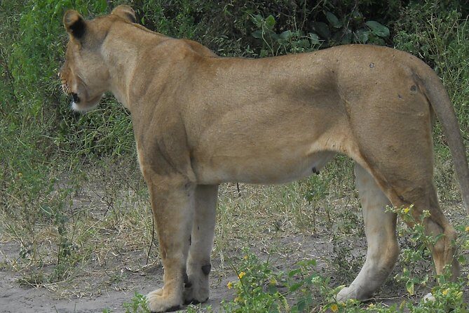 Chobe Full Day Safari Trip - Who Will Appreciate This Tour?