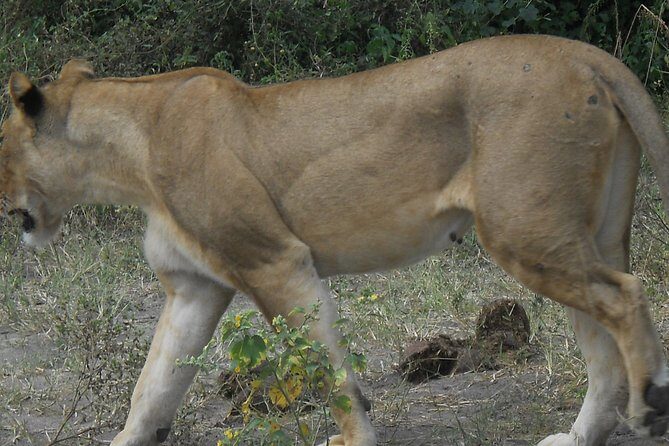 Chobe Full Day Safari Trip - Final Thoughts: Is It Worth It?